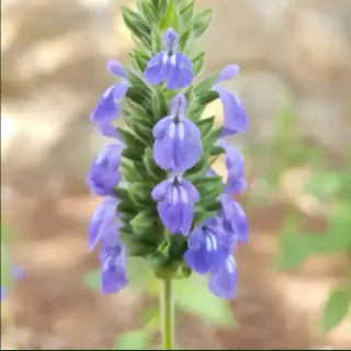 Chia