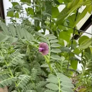 Chickpea