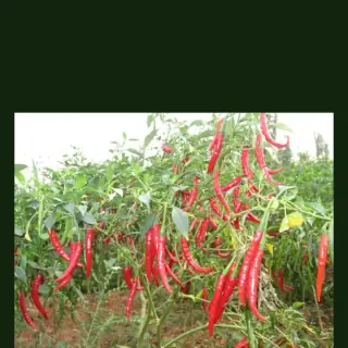Chilli Pepper