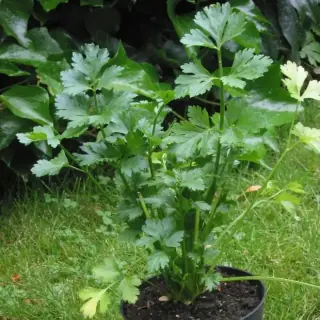 Chinese Celery