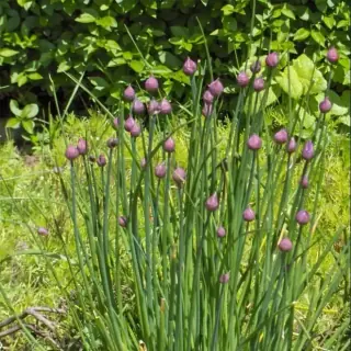Chives