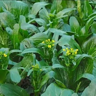Choy Sum