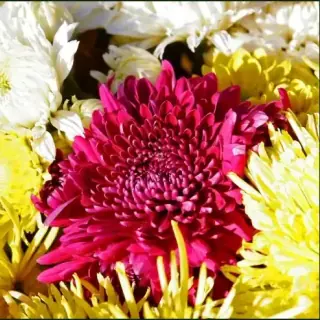 Chrysanthemum