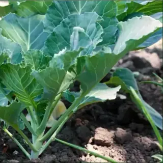 Collards