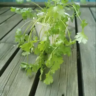 Coriander