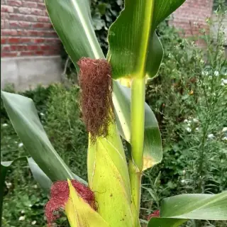 Corn