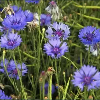 Cornflower