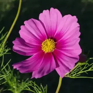 Cosmos
