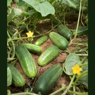 Cucumber