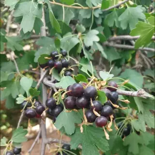 Currant