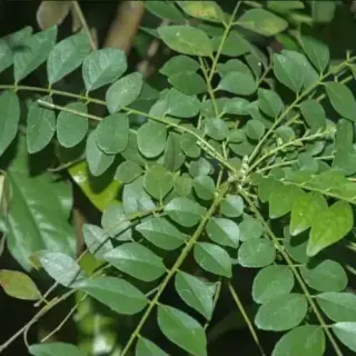 Curry Tree