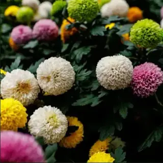 Dahlia