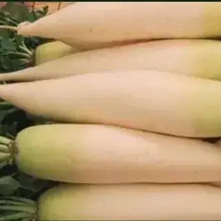 Daikon Radish