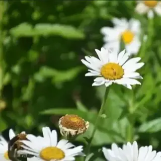 Daisy, Shasta