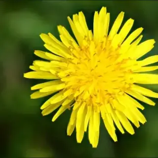 Dandelion