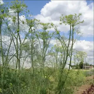 Dill