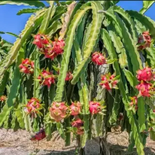 Dragon Fruit
