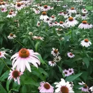 Echinacea