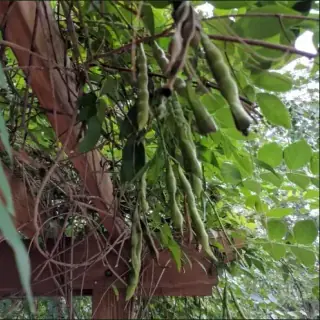 Edamame