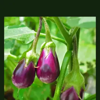 Eggplant