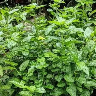 Egyptian Spinach
