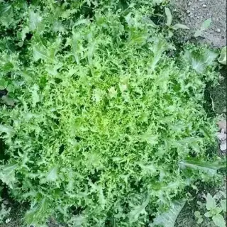 Escarole