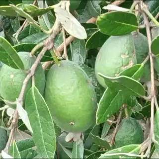 Feijoa