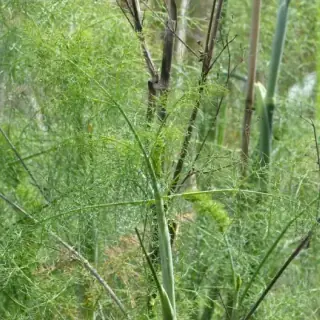 Fennel