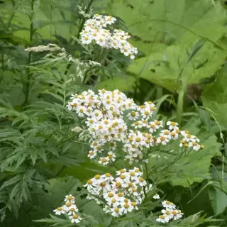 Feverfew