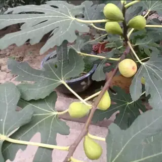 Fig