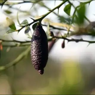 Finger Lime