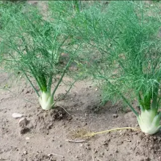 Florence Fennel