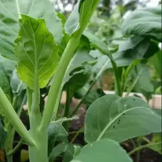 Chinese Broccoli / Gai Lan
