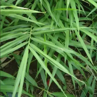 Galangal