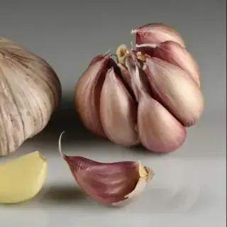 Garlic