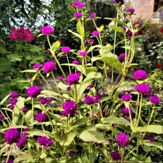 Gomphrena