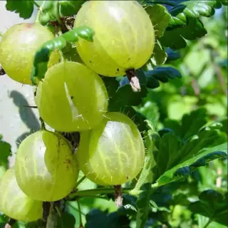 Gooseberry