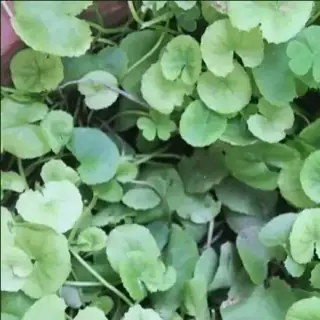 Gotu Kola
