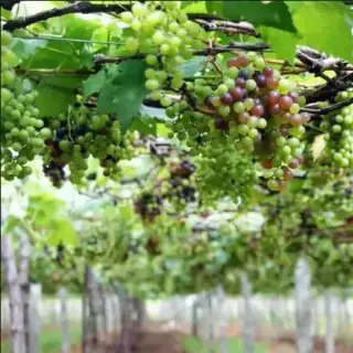 Grape