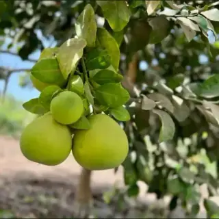 Grapefruit