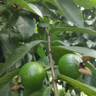 Guava