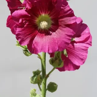 Hollyhock