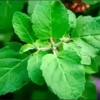 Holy Basil