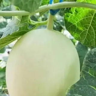 Honeydew Melon