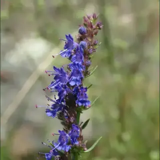 Hyssop
