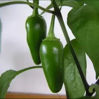 Jalapeño