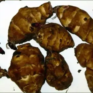 Jerusalem Artichoke
