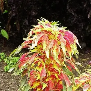 Joseph's Coat Amaranth