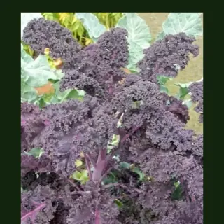Kale
