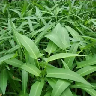 Kang Kong